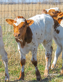 SHADOW DANCER BULL CALF