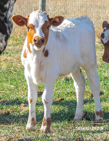  JUBILEE JAM BULL CALF