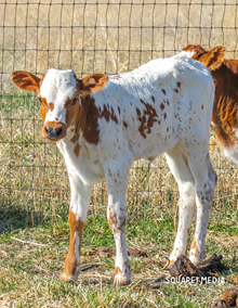 MCR Boxer Heifer